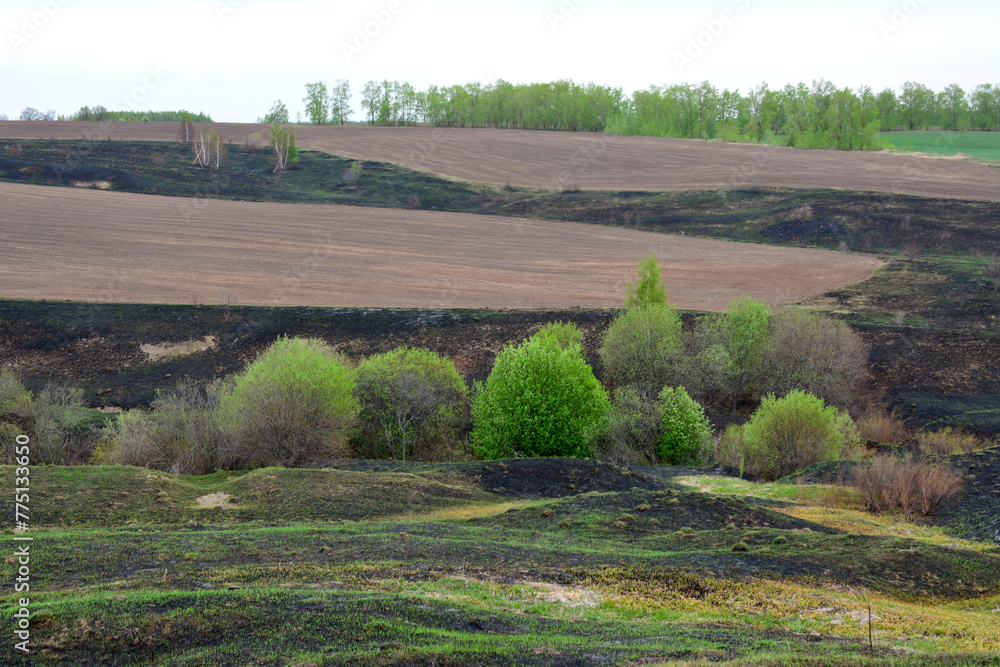 a field with a green bushes and a field after fire copy space 