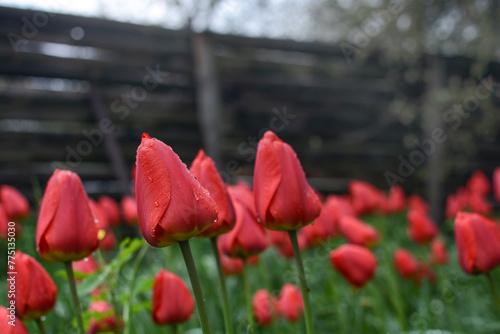 Bright red tulips with fresh green leaves on the background of a wooden fence. Dutch tulips bloom in spring.