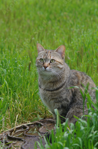 A beautiful homeless cat sits in the nature in the grass. Sunny day. Close-up, blurred background.