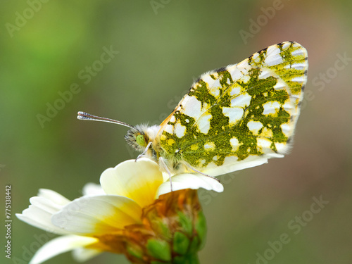 Photography Green, white and yellow butterfly on a beautiful daisy flower in a natural environment
