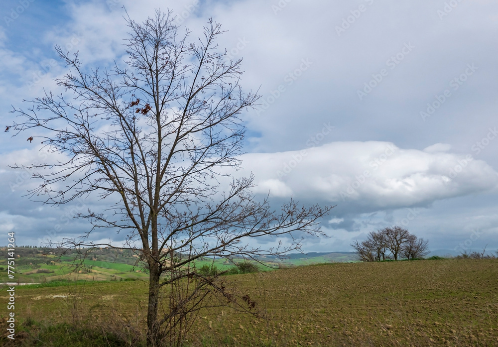 scenic and melancholic image of a bare tree in nature scenic and melancholic image of a bare tree in nature