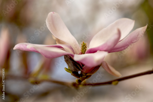 Wiosna, różowy kwiat magnolii , w tle ładne rozmycia