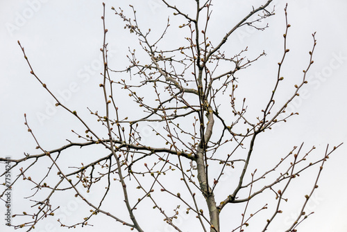 Obraz na plátně scenic and melancholic image of a bare tree in nature