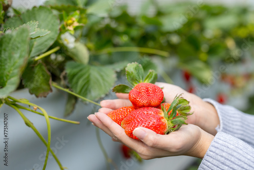 Hand hold with the fresh strawberry in the garden