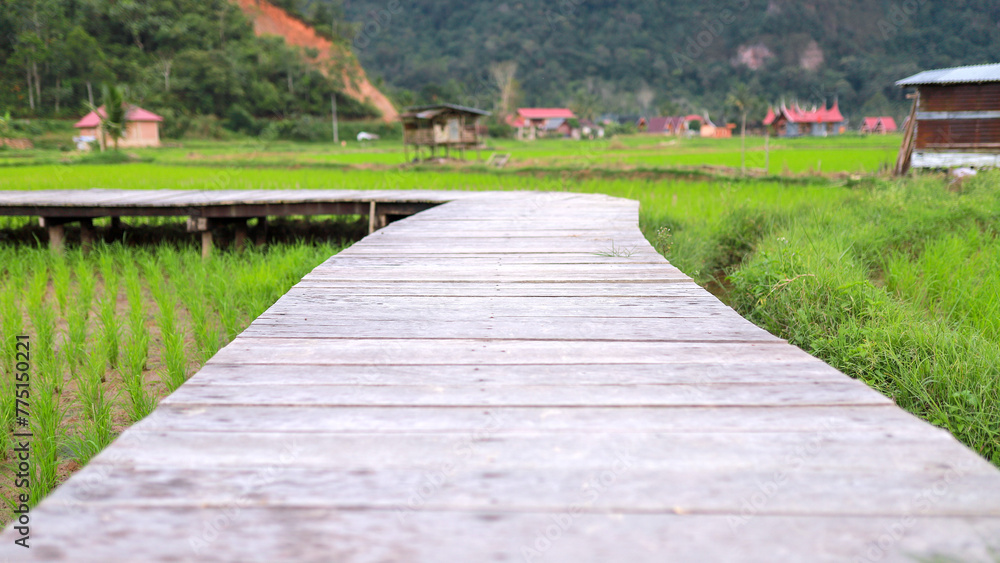 wooden bridge over rice field, for placing products or human subjects wooden bridge over rice field, for placing products or human subjects