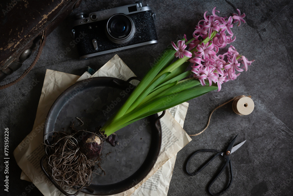 Beautifully blooming hyacinths, an old camera, old books, still life.