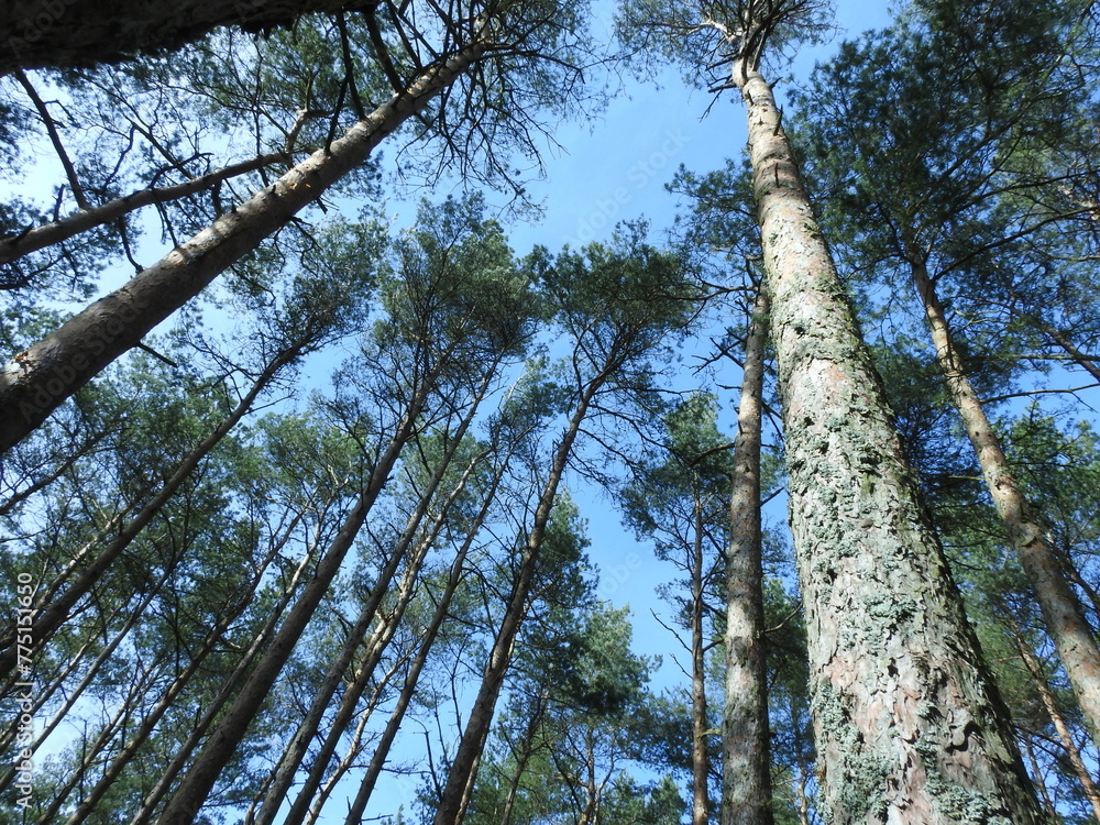 Fototapeta premium pines in the forest