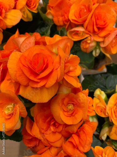 blooming flowering begonia