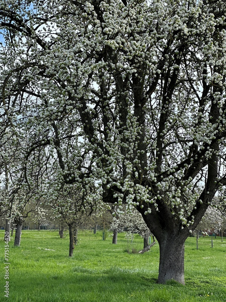 apple tree in bloom apple tree in bloom