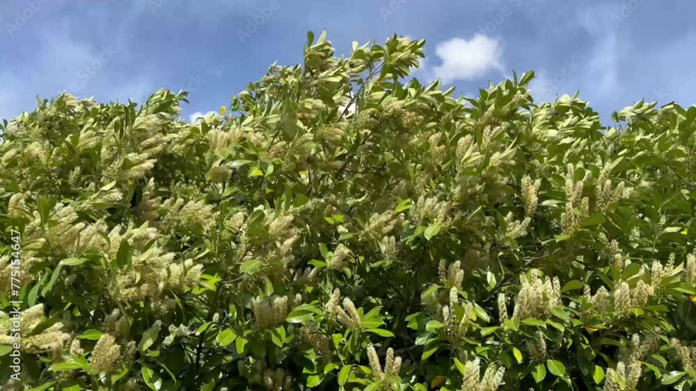 Flowering tree in the UK in spring Flowering tree in the UK in spring