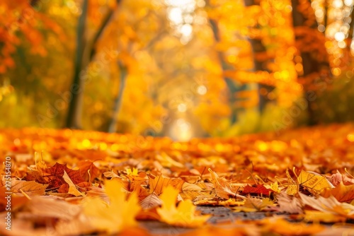 Golden Autumn Leaves Carpeting a Forest Trail
