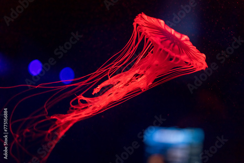 Jellyfish in bright fluorescent colors with a dark background