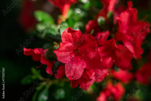 Close up flowers growing in greenhouse