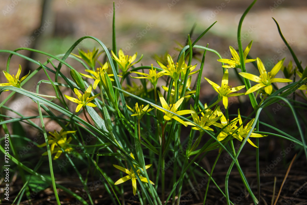 small yellow flowers in the shape of stars with green leaves in the spring forest small yellow flowers in the shape of stars with green leaves in the spring forest