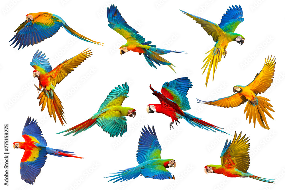 Colorful flying Macaw parrots isolated on transparent background png file