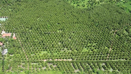 Coqueiral em São Miguel dos Milagres, Alagoas photo