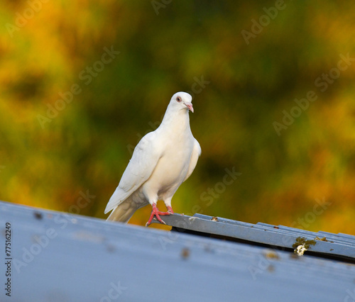 a white dove perched on a roof