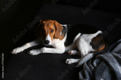 Portrait of a five month old estonian hound puppy lying on a sofa
