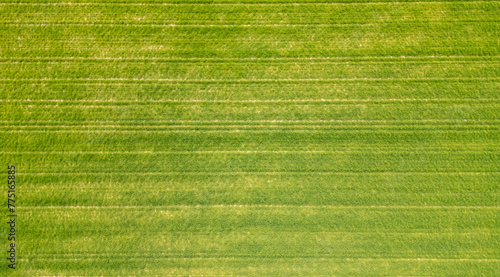 Green farmland from a bird's eye view in sunny rays and windy weather