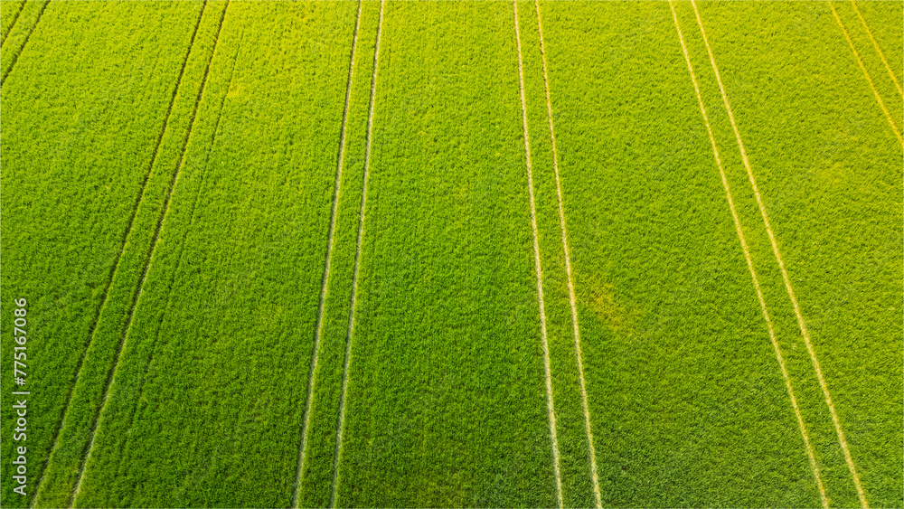 Green farmland from a bird's eye view in sunny rays and windy weather Green farmland from a bird's eye view in sunny rays and windy weather