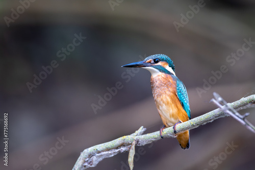 Common kingfisher (Alcedo atthis) sitting on a branch in the Danube Delta, Romania, Europe