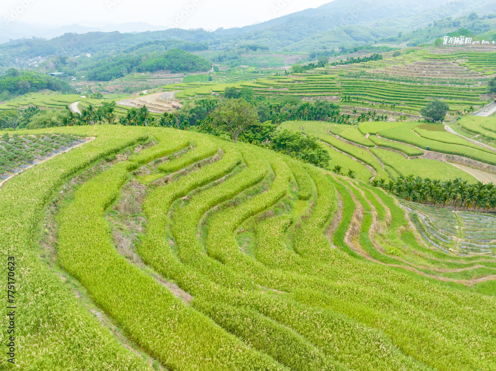 Beautiful scenery of Yahu Rice Terraces in Wuzhishan, Hainan, China