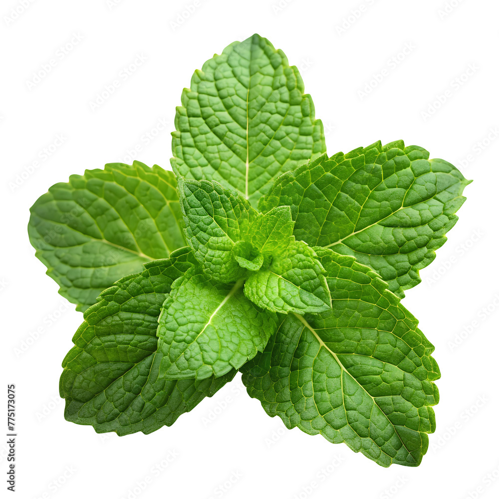 Mint leaves isolated on transparent background Mint leaves isolated on transparent background