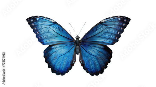
Butterfly with bright blue wings