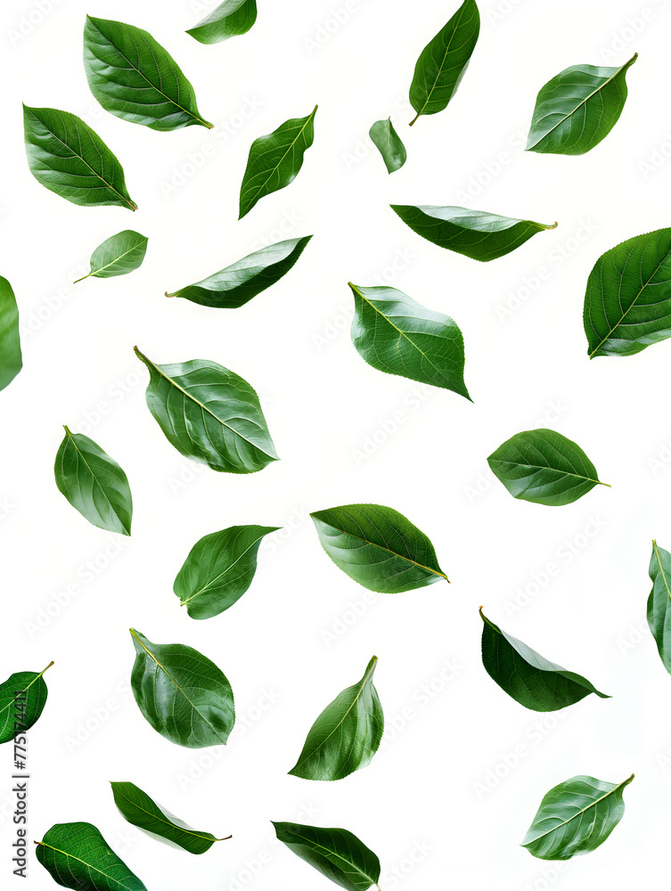 Graceful Green Leaves Falling on a Pure White Background