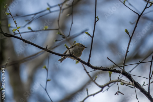 the common firecrest regulus ignicapilla perched in a tree with sky in the background