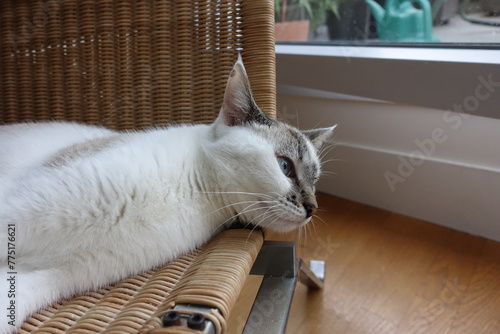 Chat blanc sur un fauteuil en rotin photo