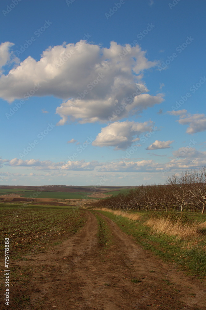 A dirt road with a field and trees on the side