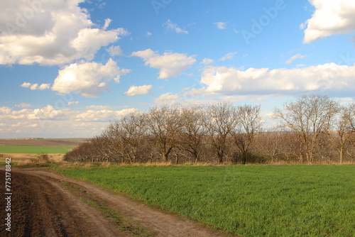 A dirt road with trees and grass on either side of it