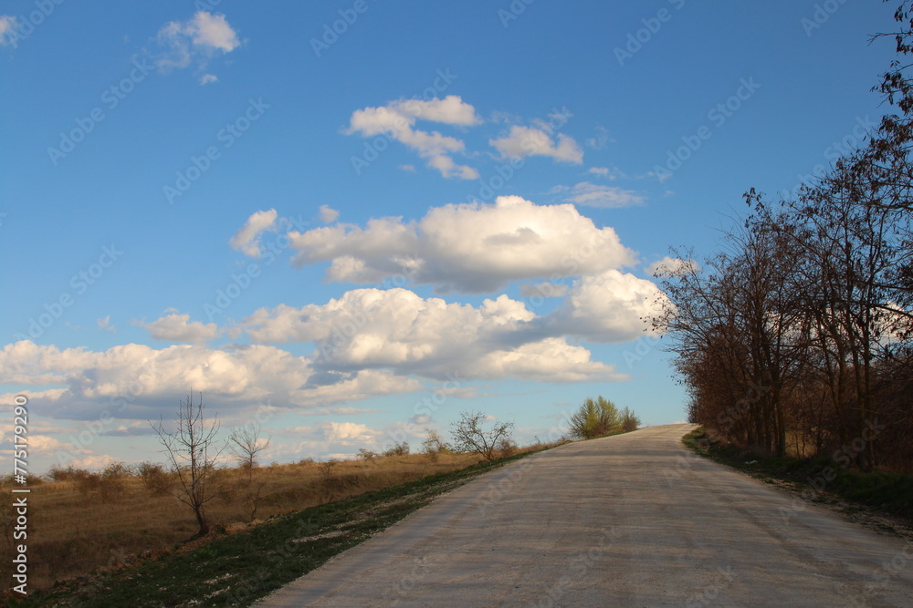 Fototapeta premium A road with trees on the side