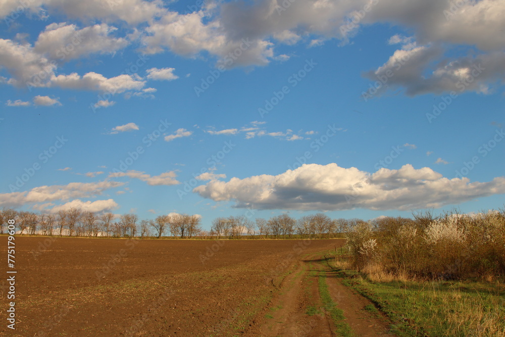 A dirt road with trees and blue sky with clouds
