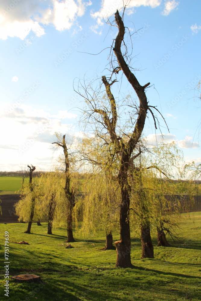 Obraz premium A tree in a field