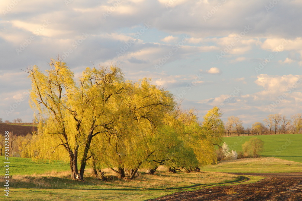 Obraz premium A tree in a field