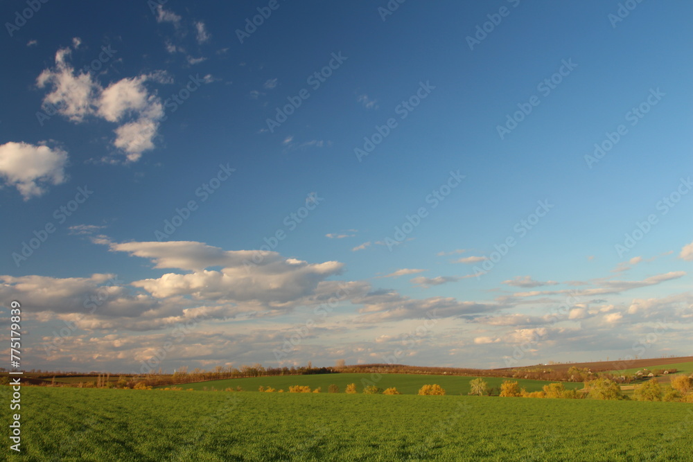 A field of grass and blue sky