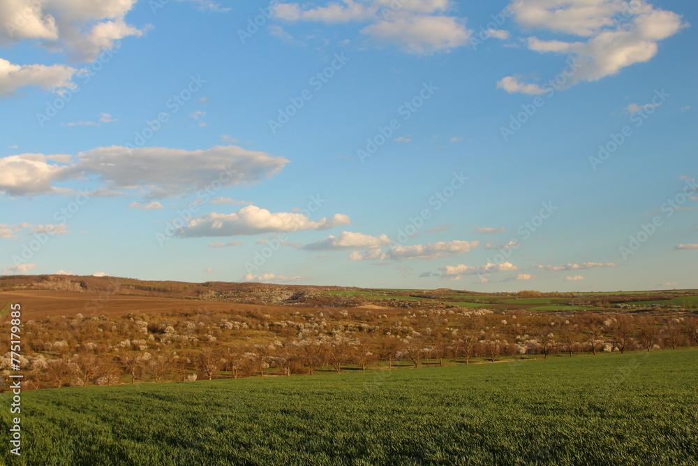 Fototapeta premium A field with a rainbow