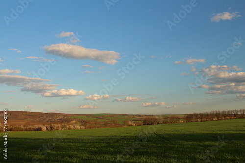 A field with grass and trees