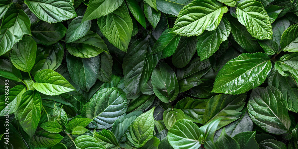 green leaves background photo, beautiful frame, decoration, banner, postcard green leaves background photo, beautiful frame, decoration, banner, postcard