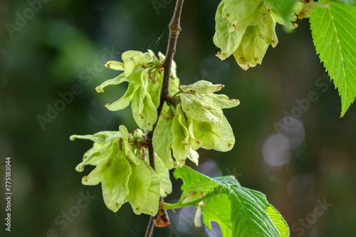 Close Up Leaves Of A Ulmus Camperdownii Tree At Amsterdam The Netherlands 15-5-2021 photo