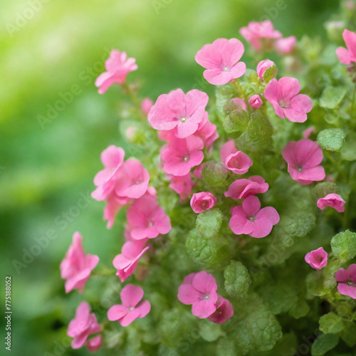 Natural Spring Diascia Flowers With Dreamy Green Foliage Background (ID: 775188052)