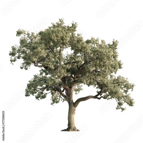 A close-up of a tree with a Transparent Background