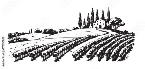 Vineyard landscape, Sketch, hand drawn illustrations.
