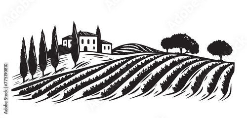 Vineyard landscape, Sketch, hand drawn illustrations.