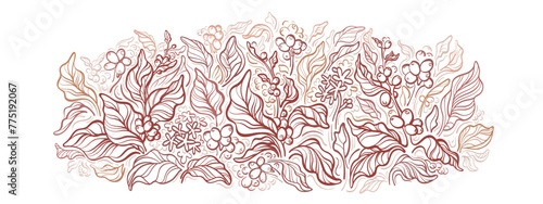 Coffee plantation Field with texture branch, berry