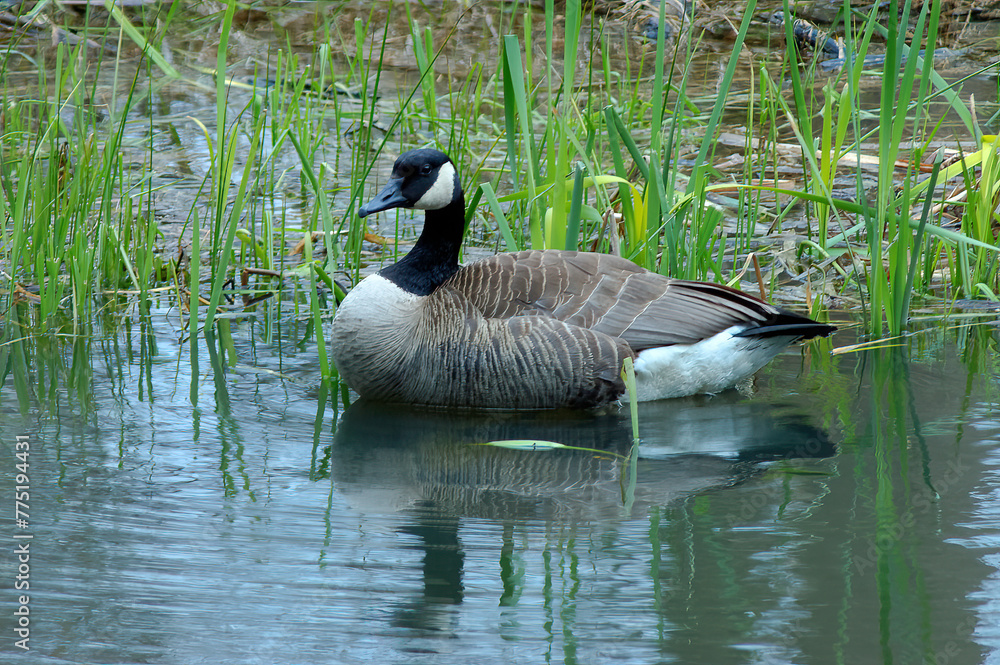 Obraz premium Canada goose resting 
