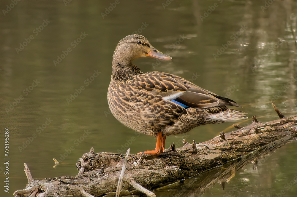 duck in the pond duck in the pond