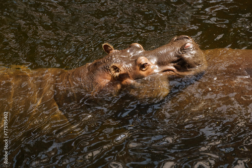 Serene Hippopotamus Submerged in River at Dusk